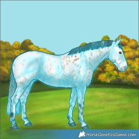 Horse Color:Thunderstruck White Spotted Bay Ice Dun Frame Appaloosa 