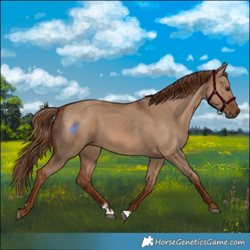 Horse Color:Red Dun 