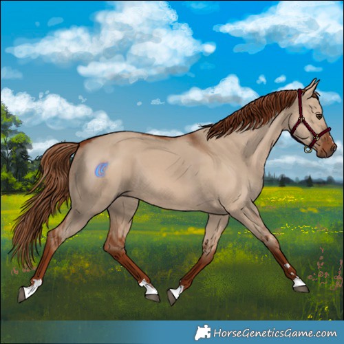 Horse Color:Red Dun 