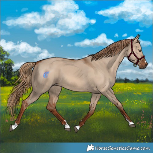 Horse Color:Red Dun 