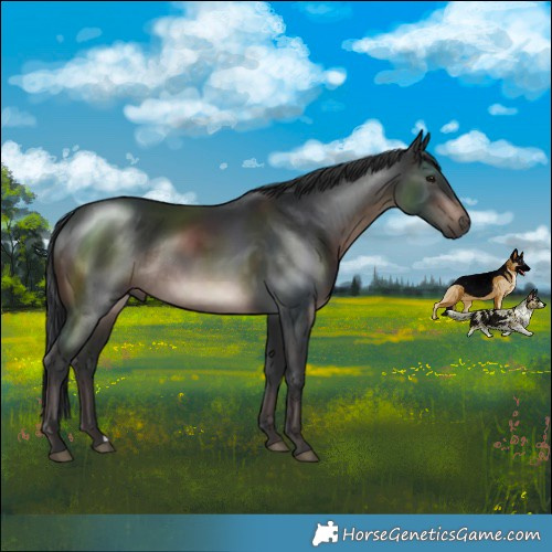 Horse Color:Brown Mushroom Rabicano 