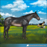 Horse Color:Brown Mushroom Rabicano 