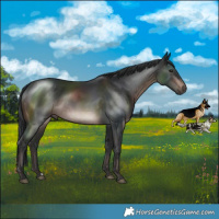 Horse Color:Brown Mushroom Rabicano