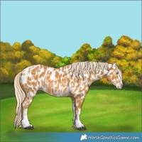 Horse Color:Palomino Appaloosa  and Palomino Appaloosa 
