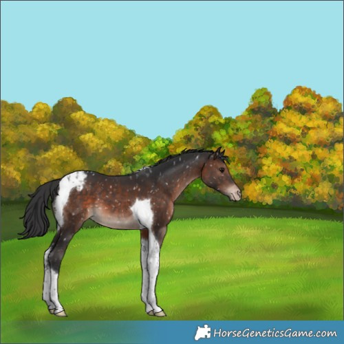 Horse Color:Brown Tobiano Appaloosa