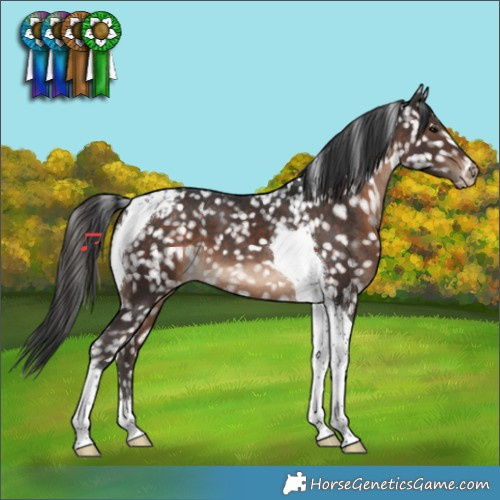 Horse Color:Brown Tobiano Snowflake Varnish 