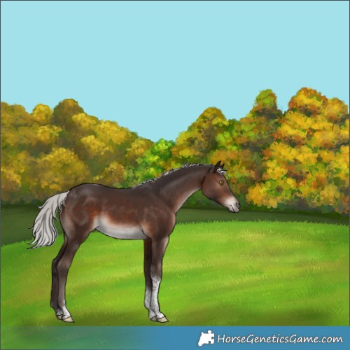 Horse Color:Silver Brown Mushroom Tobiano 
