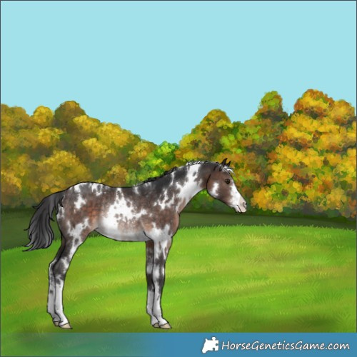 Horse Color:White Spotted Brown Varnish Rabicano 