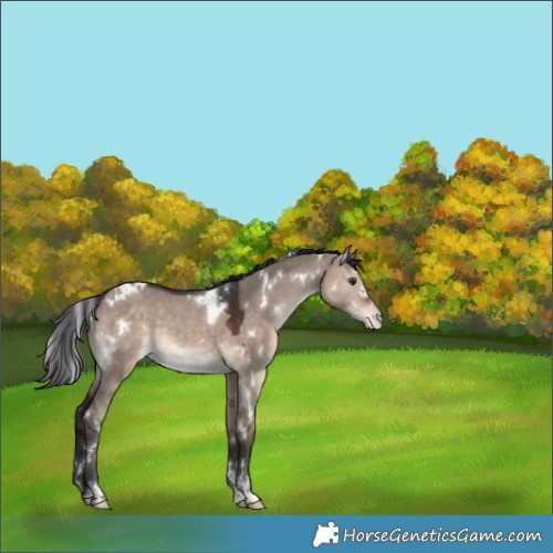 Horse Color:White Spotted Brown Dun Mushroom Appaloosa 