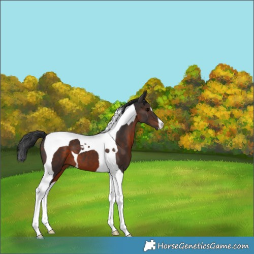 Horse Color:Brown Tobiano 