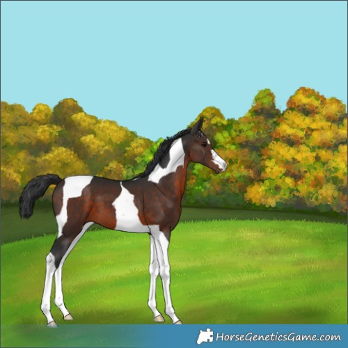 Horse Color:Brown Tobiano 