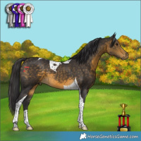 Horse Color:Buckskin Tobiano