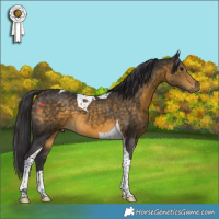 Horse Color:Buckskin Tobiano