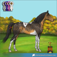Horse Color:Buckskin Tobiano 
