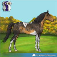 Horse Color:Buckskin Tobiano 