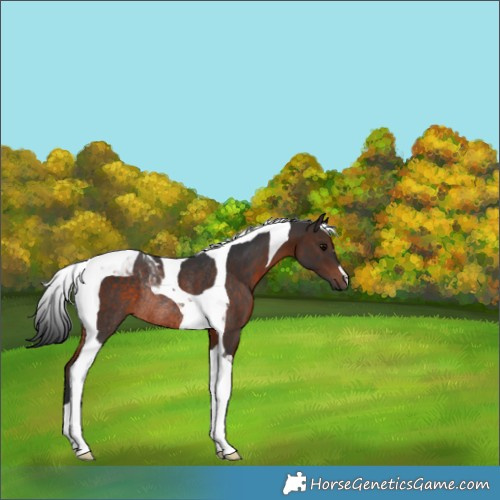 Horse Color:Brown Tobiano Rabicano 
