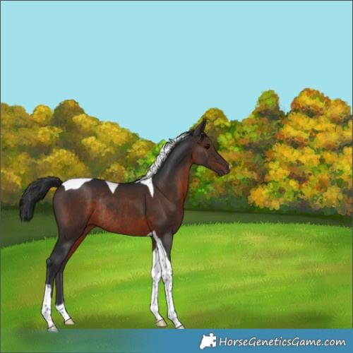 Horse Color:Brown Tobiano Rabicano 
