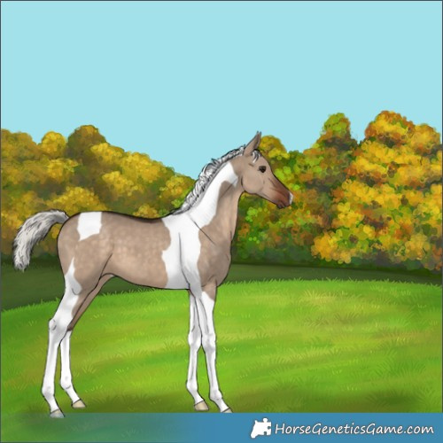 Horse Color:Silver Brown Dun Tobiano