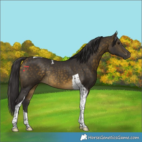 Horse Color:Buckskin Tobiano Rabicano