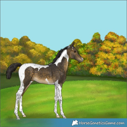Horse Color:Buckskin Tobiano 