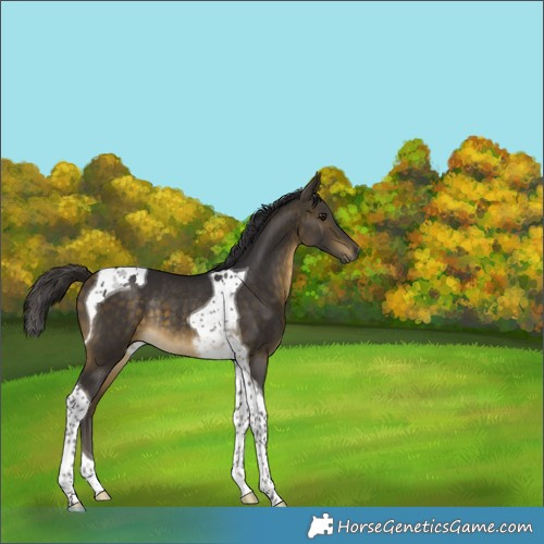 Horse Color:Buckskin Tobiano Rabicano