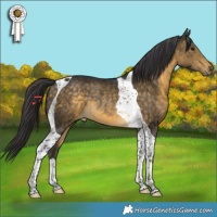Horse Color:Buckskin Tobiano Rabicano