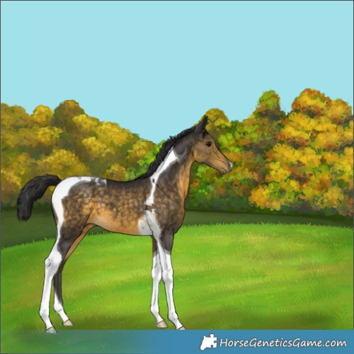 Horse Color:Buckskin Tobiano 