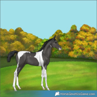 Horse Color:Black Sabino Tobiano 
