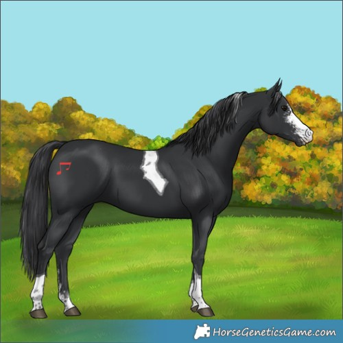 Horse Color:Black Sabino Tobiano