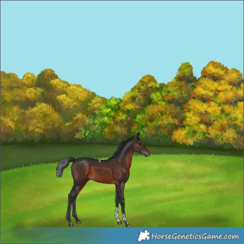 Horse Color:Brown Tobiano 