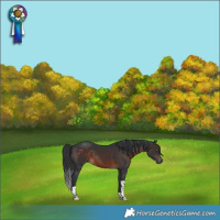 Horse Color:Brown Tobiano