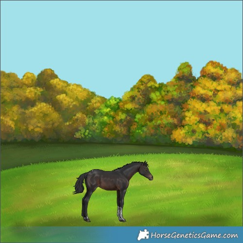 Horse Color:Brown Tobiano 