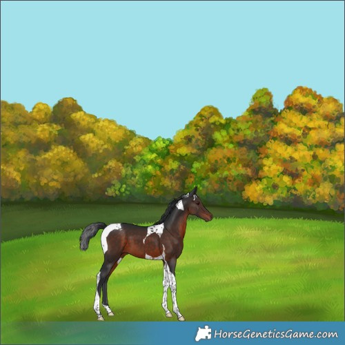 Horse Color:Brown Tobiano 