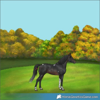 Horse Color:Brown Tobiano 
