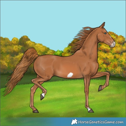 Horse Color:Chestnut Frame 