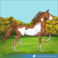 Horse Color:Chestnut Frame 