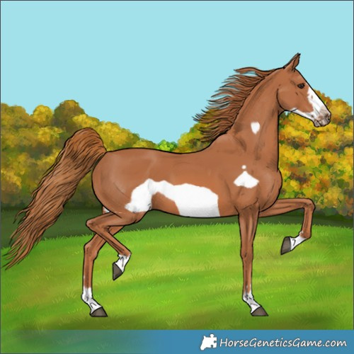 Horse Color:Chestnut Frame 