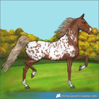 Horse Color:Chestnut Near Leopard