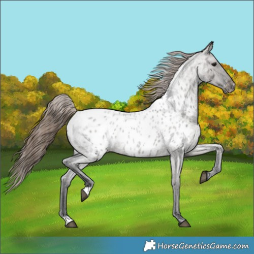 Horse Color:Grullo Roan Near Leopard 