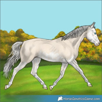 Horse Color:Cremello Splash and Cremello Splash