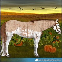 Horse Color:Red Dun Splash  and Red Dun Splash 