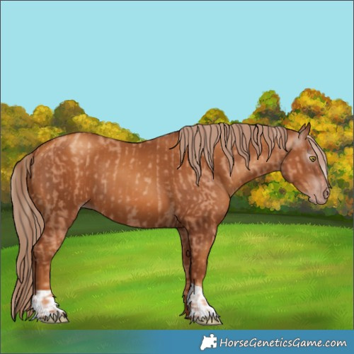Horse Color:Gold Champagne and Gray Gold Champagne