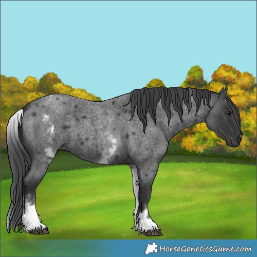 Horse Color:White Spotted Blue Roan 