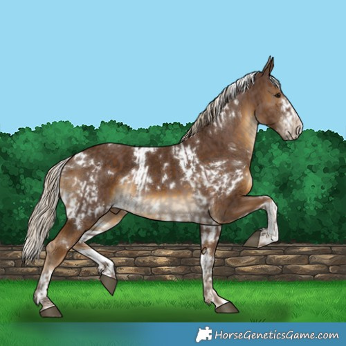 Horse Color:Silver Black  and White Spotted Chocolate Palomino 