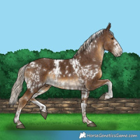 Horse Color:Silver Black  and White Spotted Chocolate Palomino 