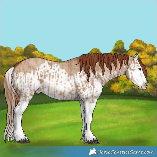 Horse Color:Red Dun Splash and Red Dun Splash