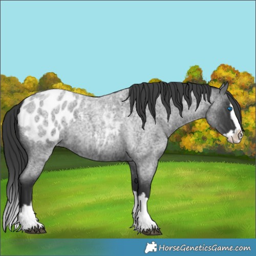 Horse Color:Blue Roan Splash Blanket