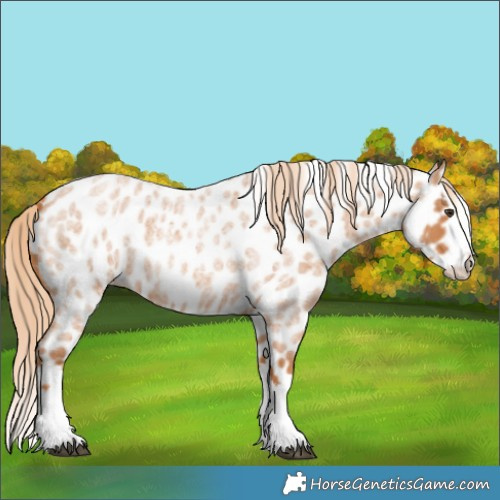 Horse Color:Red Roan Splash Leopard