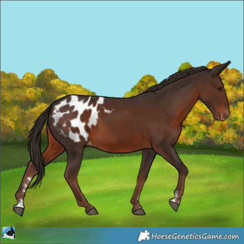 Horse Color:Liver Chestnut Appaloosa 