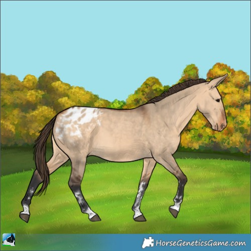 Horse Color:Bay Dun Appaloosa 